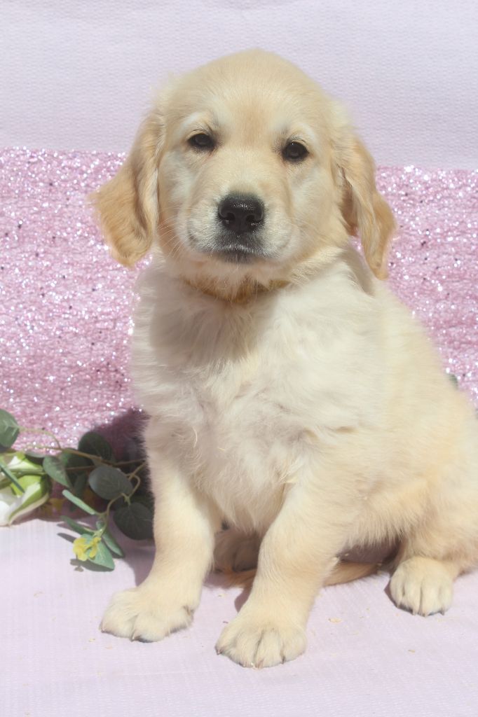 of caniland's dream - Chiots disponibles - Golden Retriever