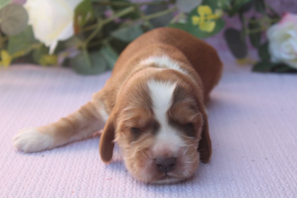 of caniland's dream - Chiots disponibles - Cocker Spaniel Anglais