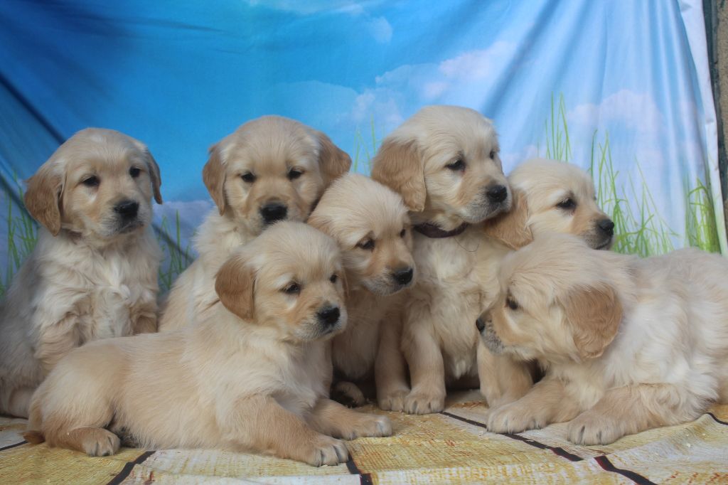 Chiot Golden Retriever of caniland's dream