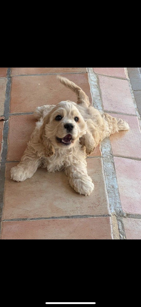 of caniland's dream - Chiots disponibles - American Cocker Spaniel