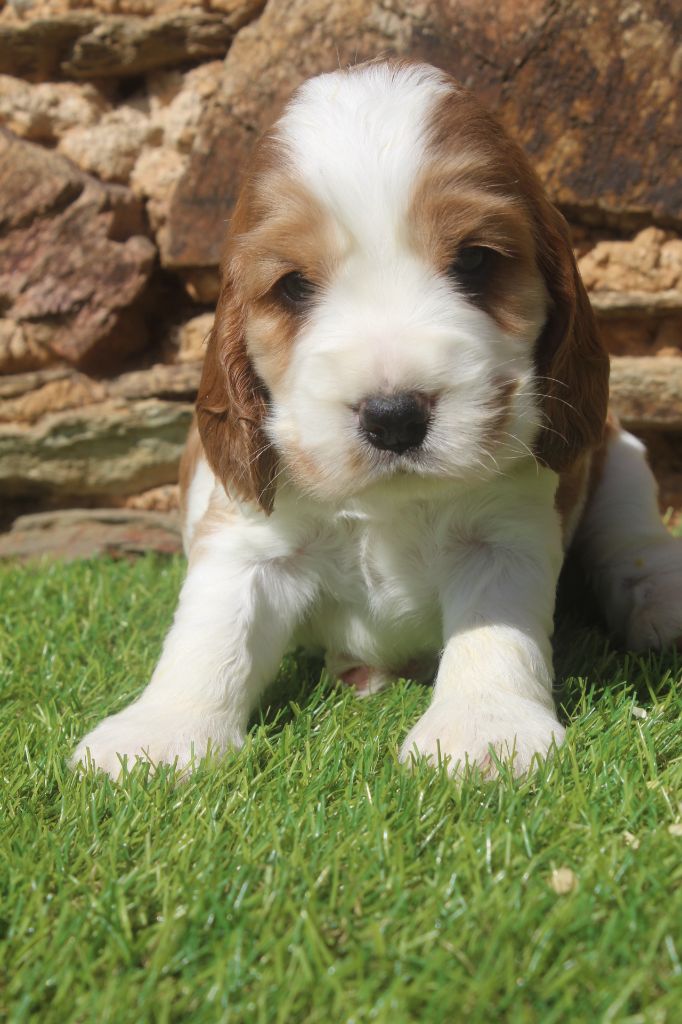 of caniland's dream - Chiots disponibles - Cocker Spaniel Anglais