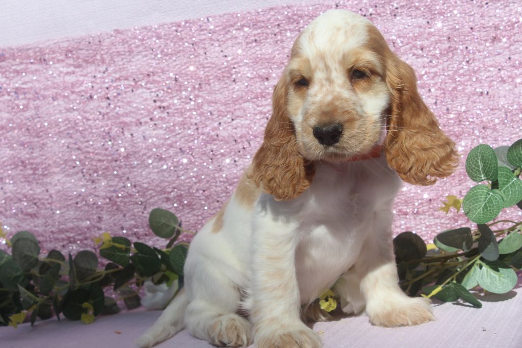 of caniland's dream - Chiots disponibles - Cocker Spaniel Anglais