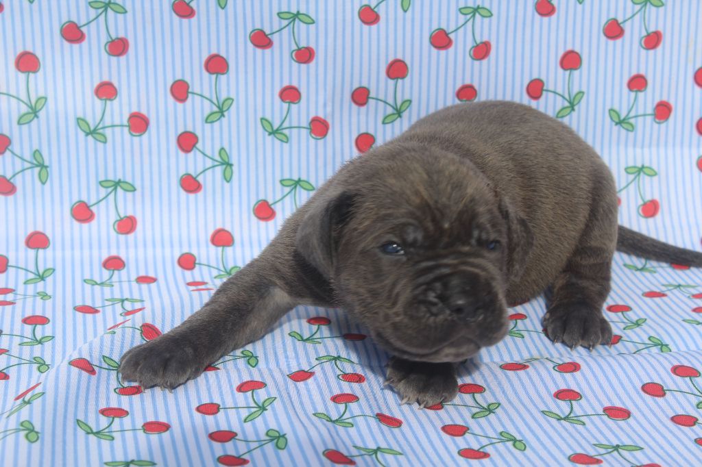 of caniland's dream - Chiots disponibles - Cane Corso