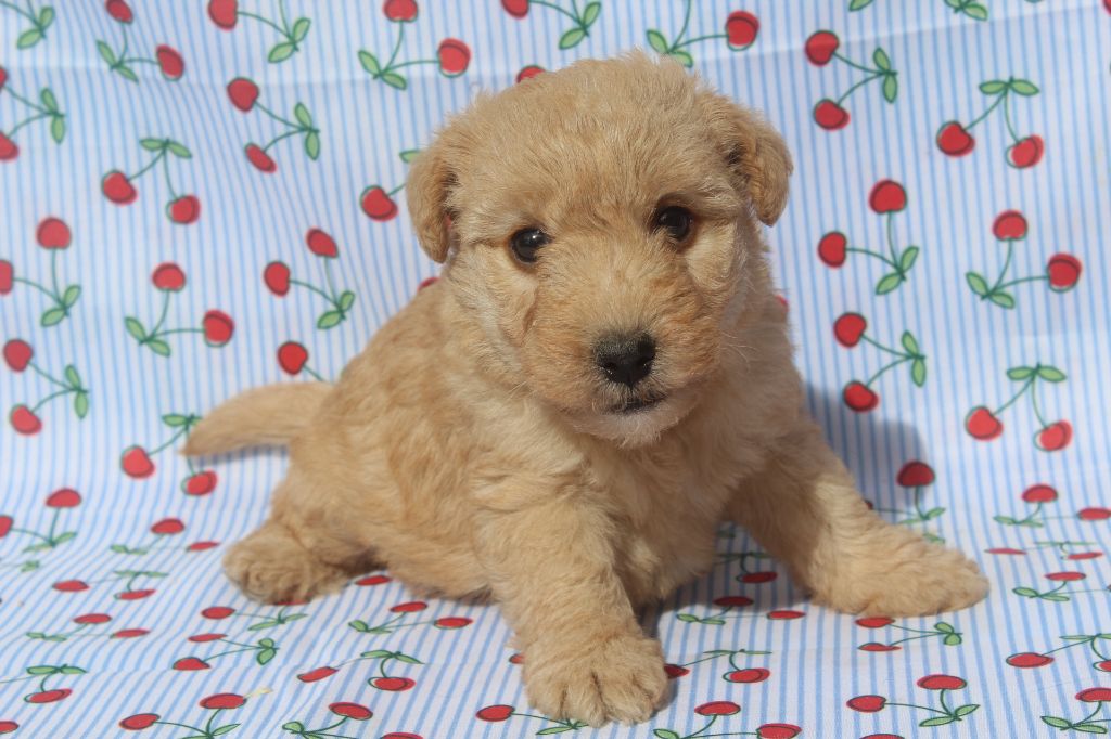 of caniland's dream - Chiots disponibles - Lakeland Terrier