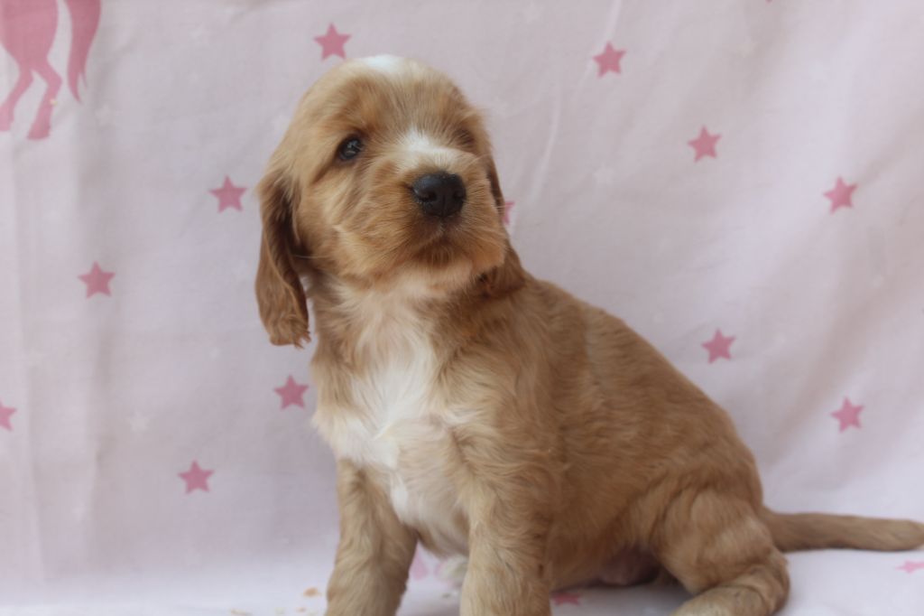 of caniland's dream - Chiots disponibles - Cocker Spaniel Anglais