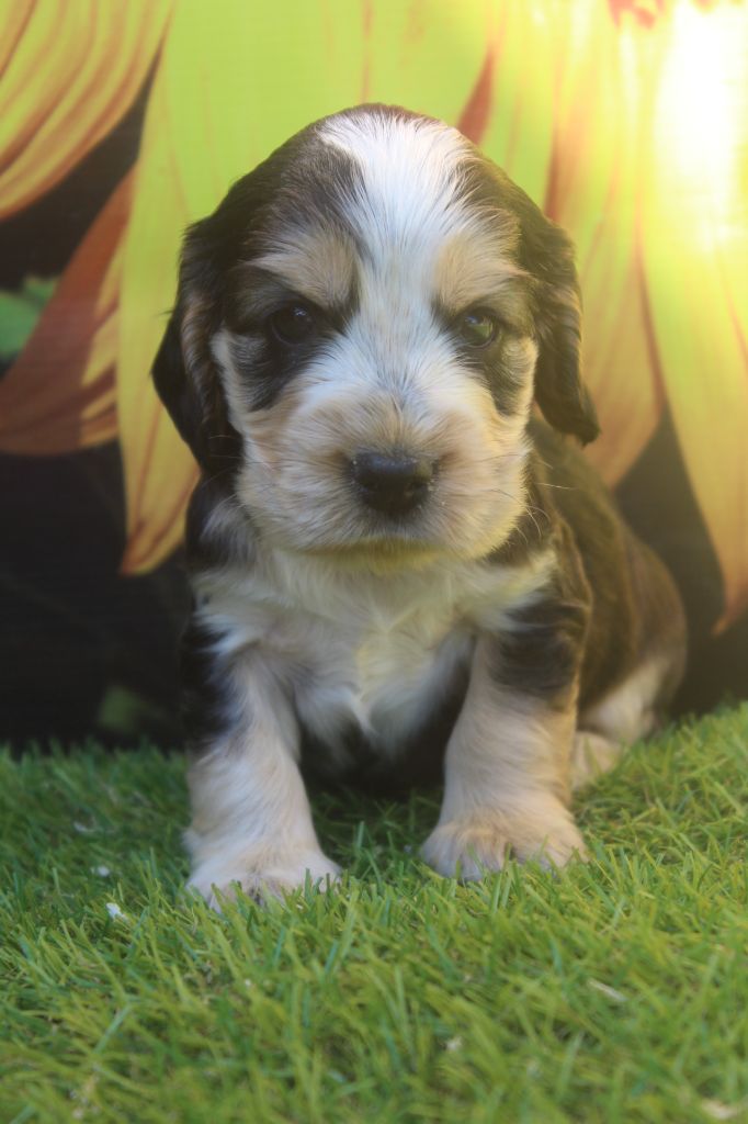 of caniland's dream - Chiots disponibles - Cocker Spaniel Anglais