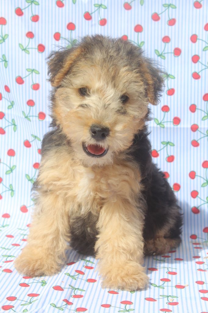 of caniland's dream - Chiots disponibles - Lakeland Terrier