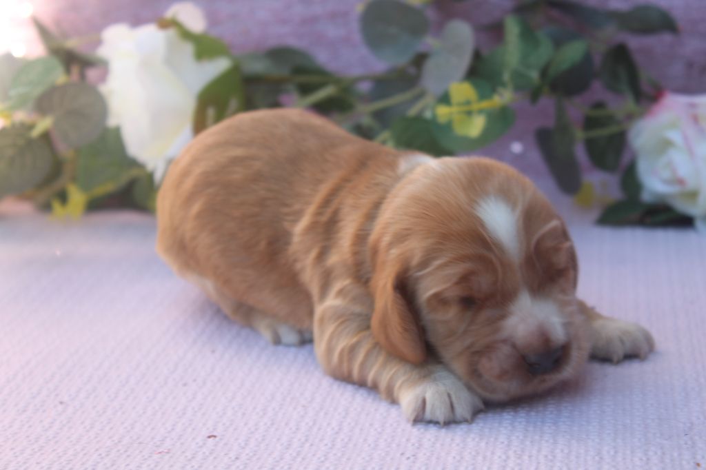of caniland's dream - Chiots disponibles - Cocker Spaniel Anglais