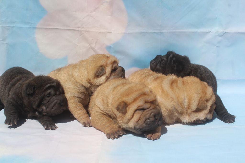 Chiot Shar Pei of caniland's dream