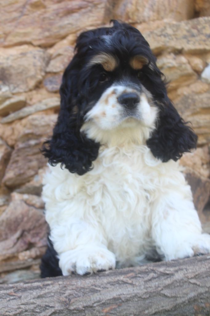 of caniland's dream - Chiots disponibles - American Cocker Spaniel