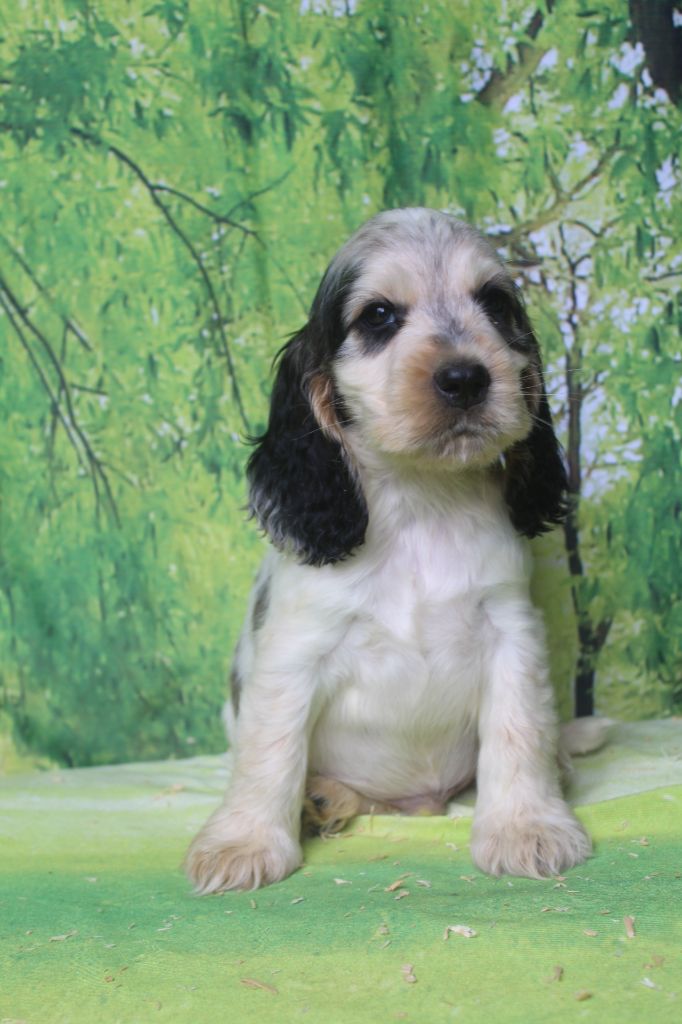 of caniland's dream - Chiots disponibles - Cocker Spaniel Anglais