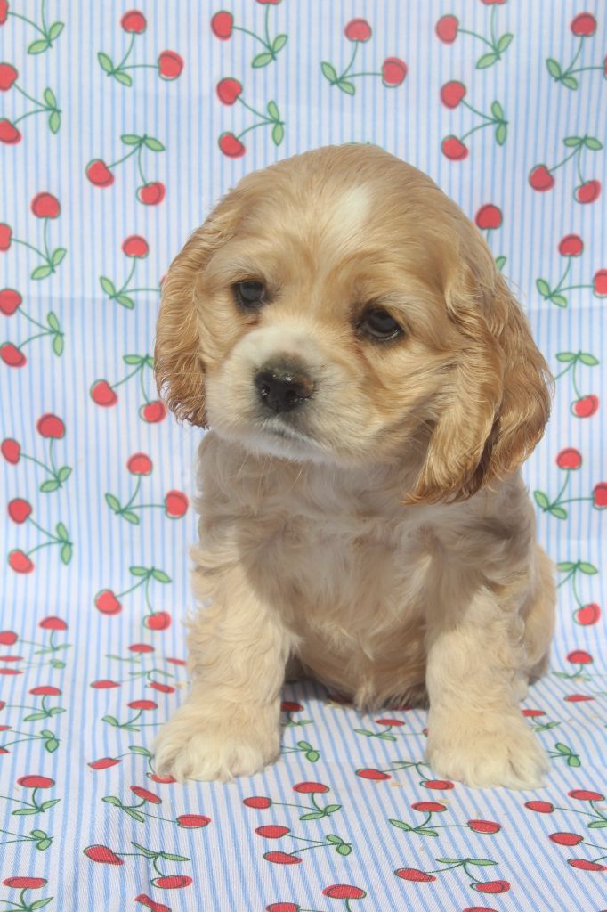 of caniland's dream - Chiots disponibles - American Cocker Spaniel