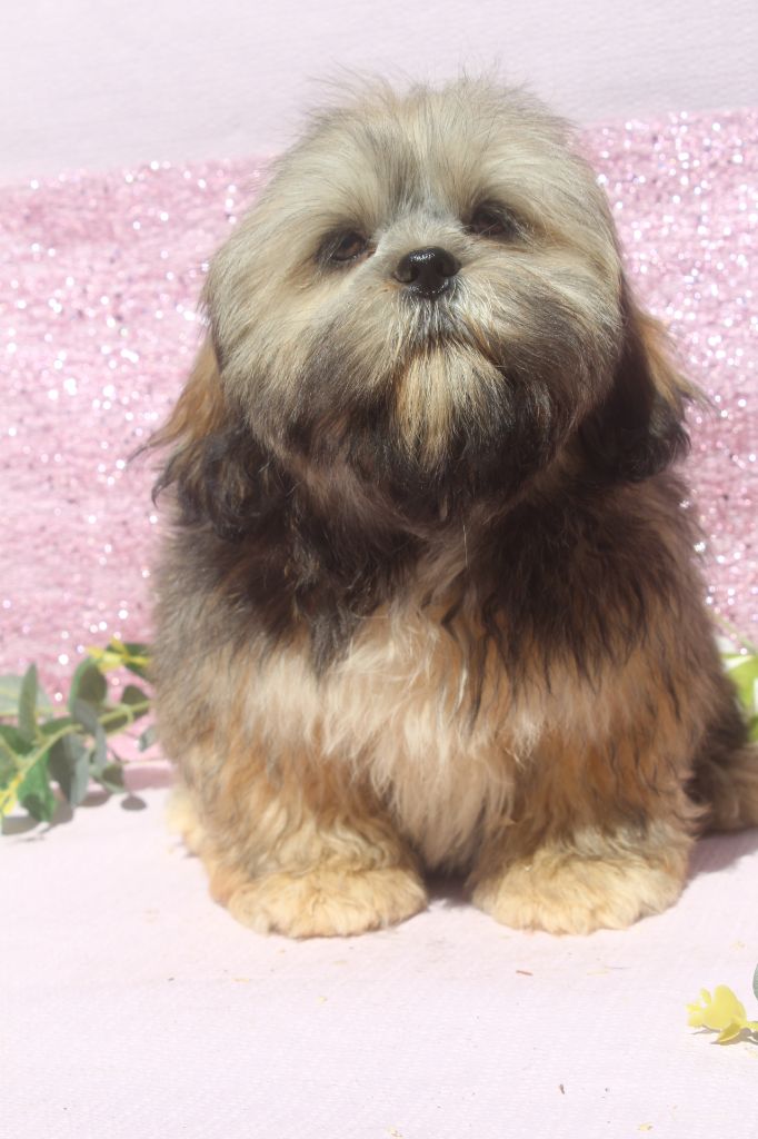 of caniland's dream - Chiots disponibles - Lhassa Apso