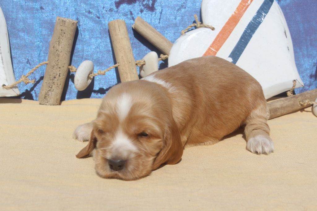 of caniland's dream - Chiots disponibles - Cocker Spaniel Anglais
