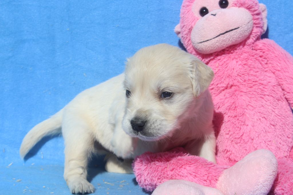 of caniland's dream - Chiots disponibles - Golden Retriever