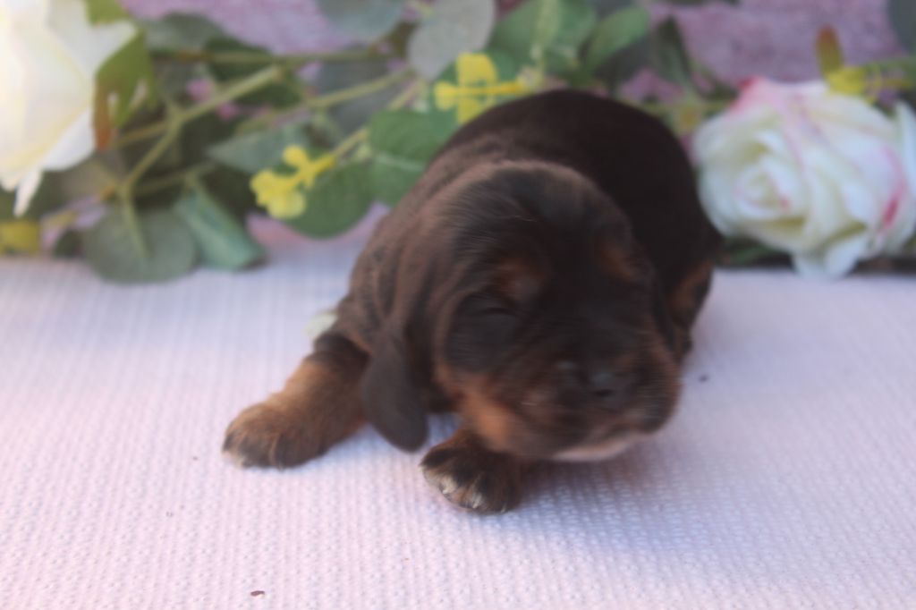 of caniland's dream - Chiots disponibles - Cocker Spaniel Anglais