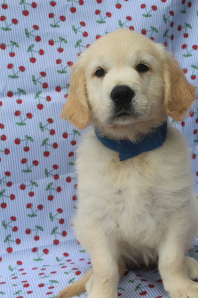 of caniland's dream - Chiots disponibles - Golden Retriever
