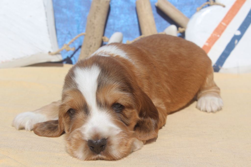of caniland's dream - Chiots disponibles - Cocker Spaniel Anglais