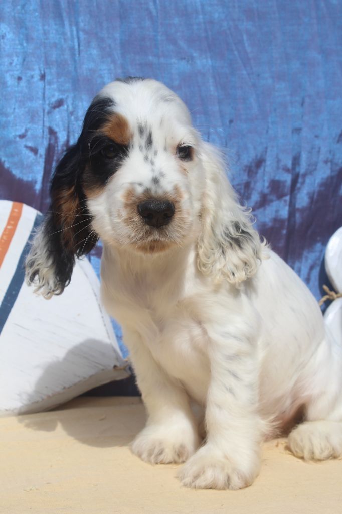 of caniland's dream - Chiots disponibles - Cocker Spaniel Anglais