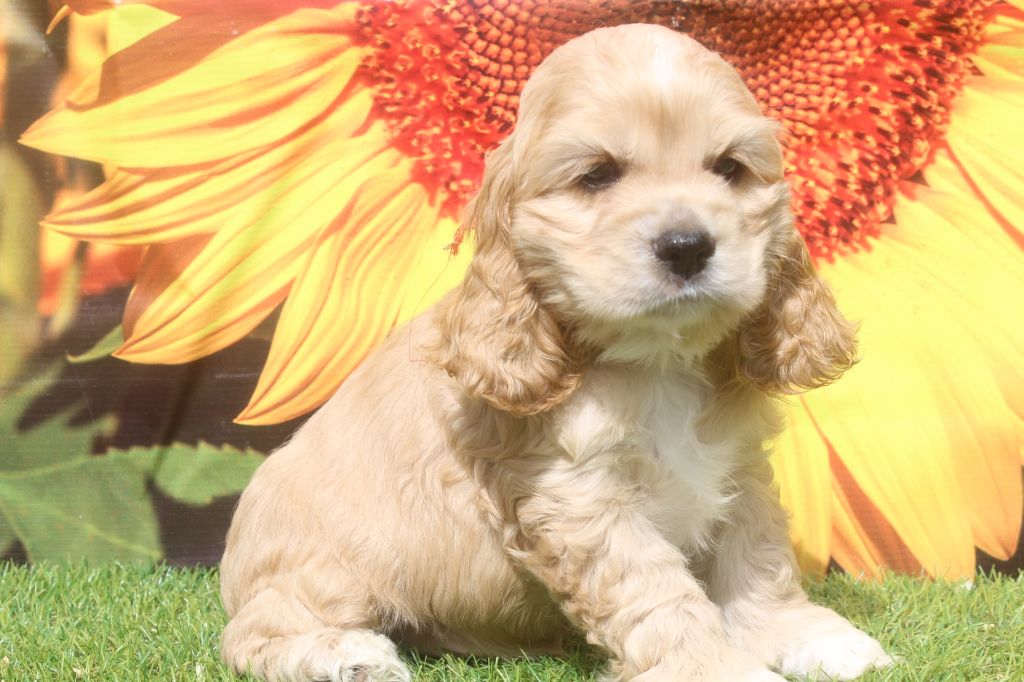 of caniland's dream - Chiots disponibles - American Cocker Spaniel