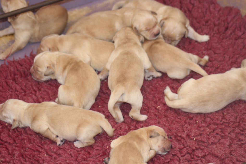 Chiot Golden Retriever of caniland's dream