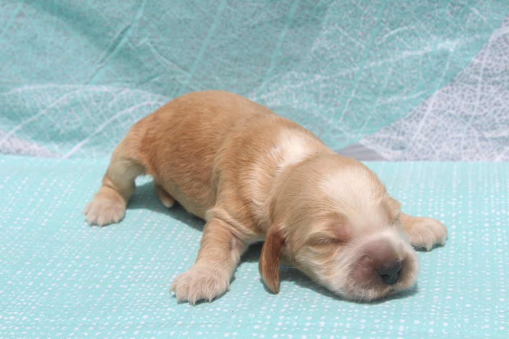 of caniland's dream - Chiots disponibles - Cocker Spaniel Anglais