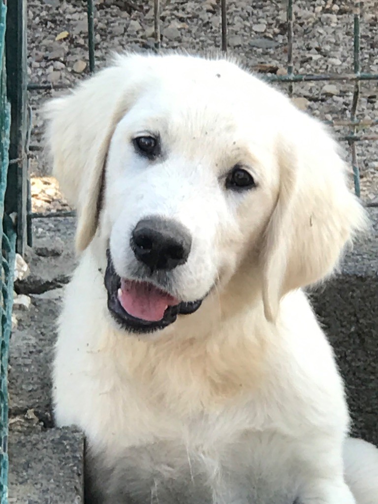 of caniland's dream - Chiots disponibles - Golden Retriever