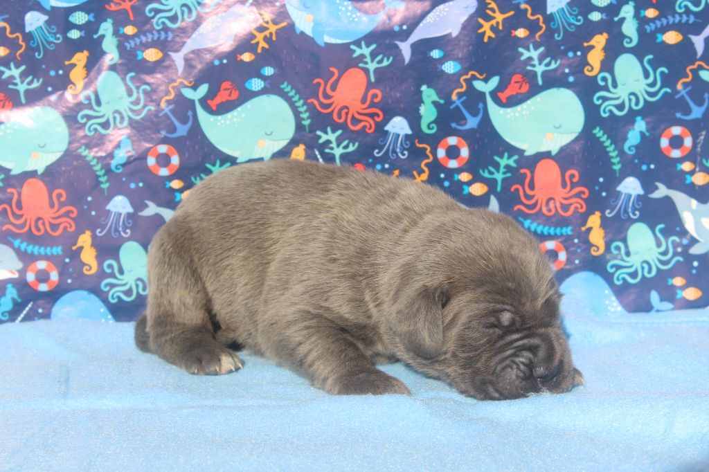 of caniland's dream - Chiots disponibles - Cane Corso