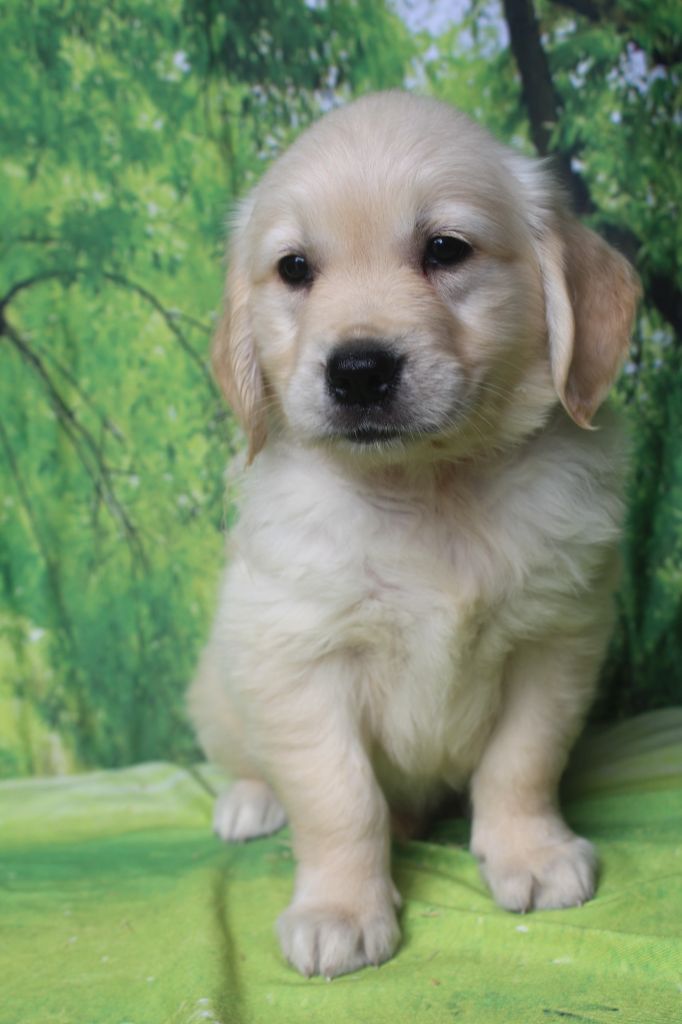 of caniland's dream - Chiots disponibles - Golden Retriever