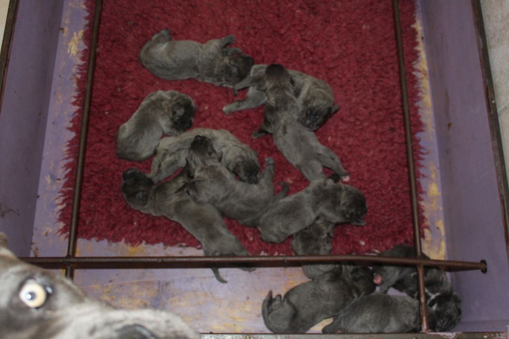Chiot Cane Corso of caniland's dream