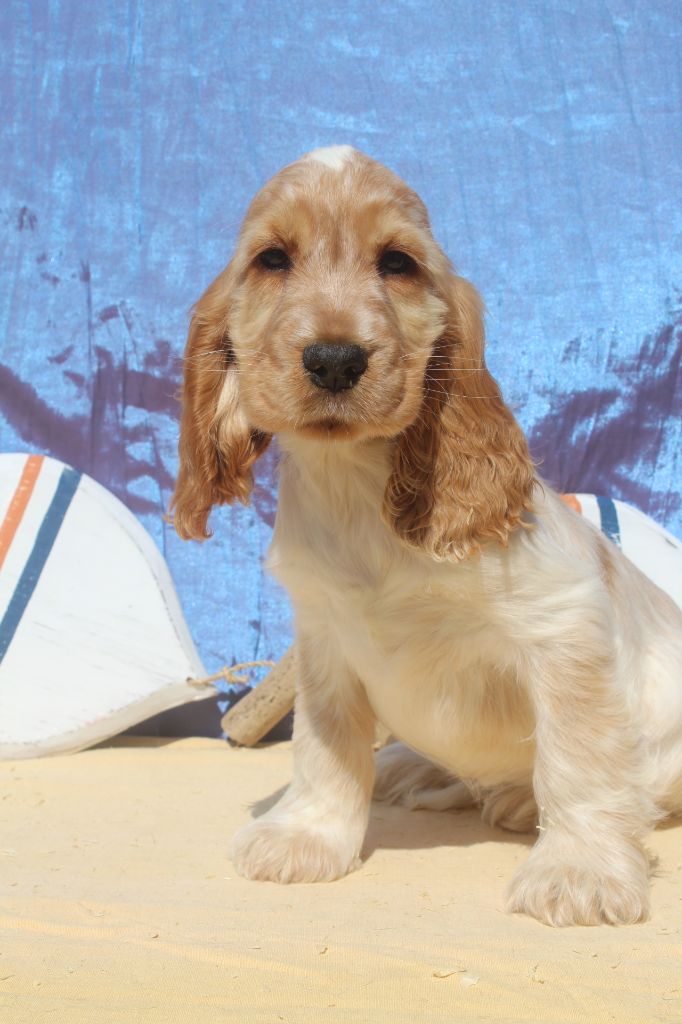 of caniland's dream - Chiots disponibles - Cocker Spaniel Anglais