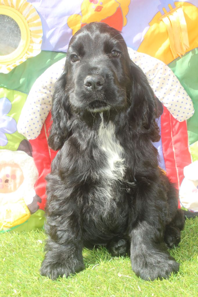 of caniland's dream - Chiots disponibles - Cocker Spaniel Anglais