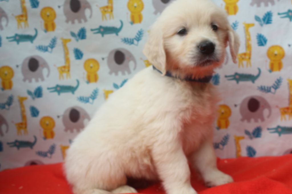 of caniland's dream - Chiots disponibles - Golden Retriever