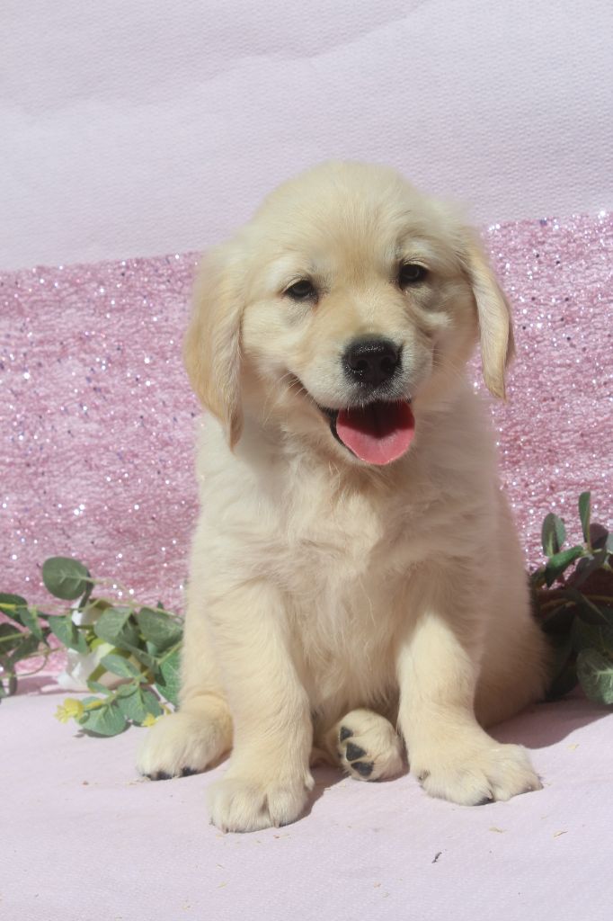 of caniland's dream - Chiots disponibles - Golden Retriever