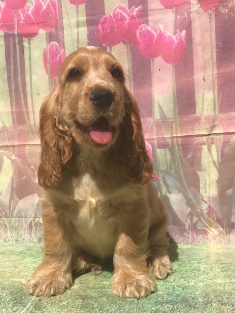 of caniland's dream - Chiots disponibles - Cocker Spaniel Anglais