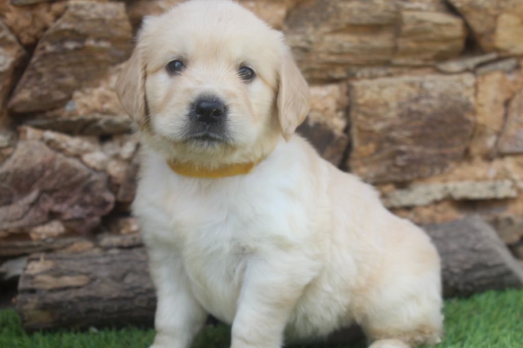 of caniland's dream - Chiots disponibles - Golden Retriever
