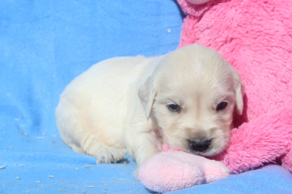 of caniland's dream - Chiots disponibles - Golden Retriever