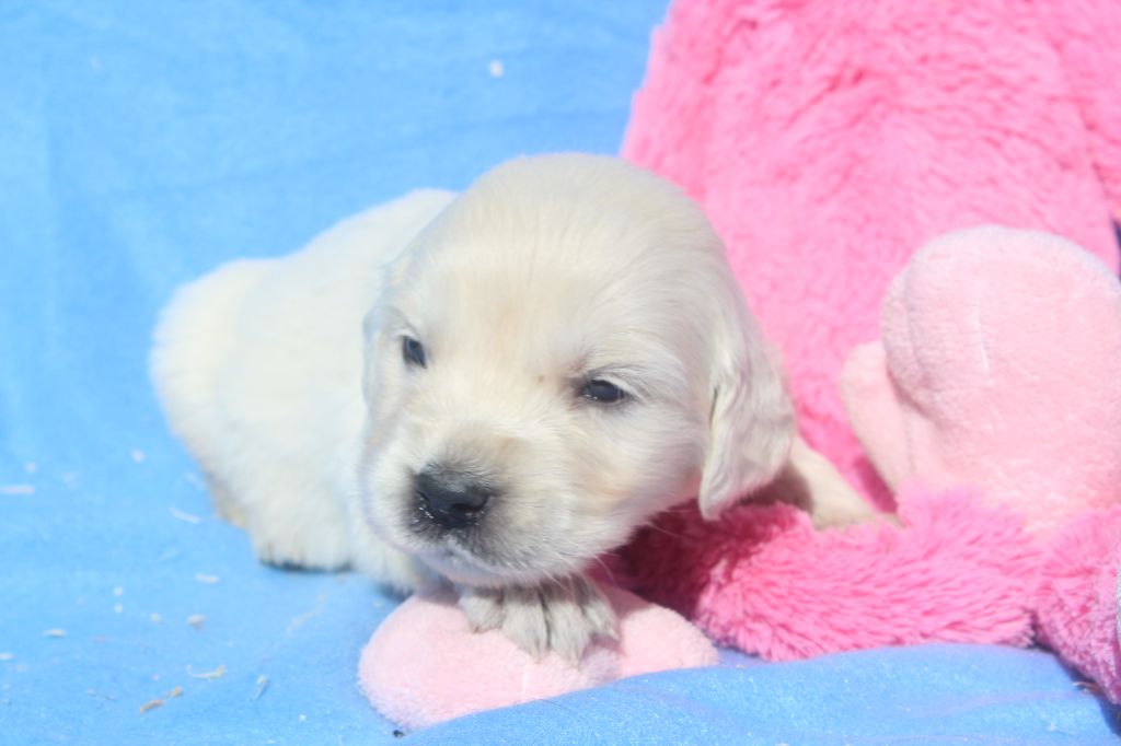 of caniland's dream - Chiots disponibles - Golden Retriever