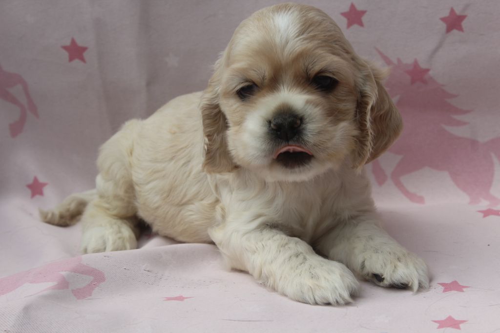 of caniland's dream - Chiots disponibles - American Cocker Spaniel