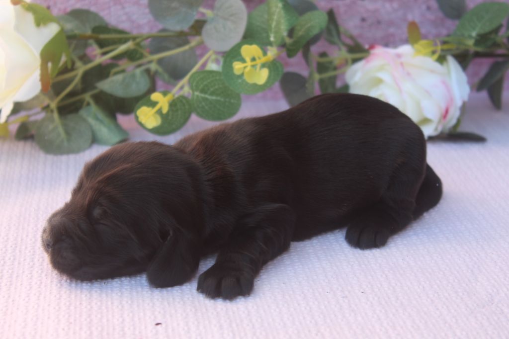of caniland's dream - Chiots disponibles - Cocker Spaniel Anglais
