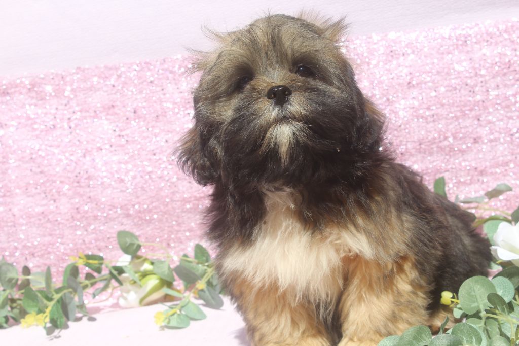 of caniland's dream - Chiots disponibles - Lhassa Apso