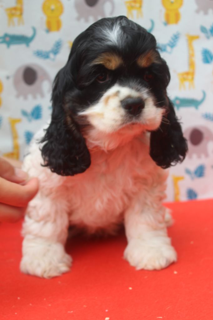 of caniland's dream - Chiots disponibles - American Cocker Spaniel