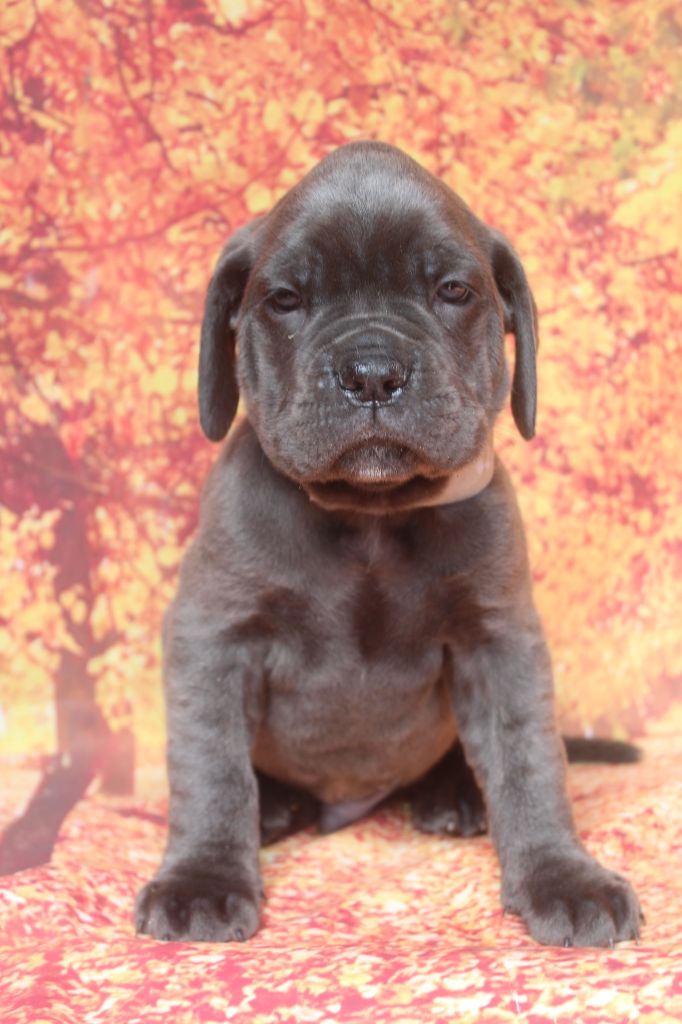of caniland's dream - Chiots disponibles - Cane Corso
