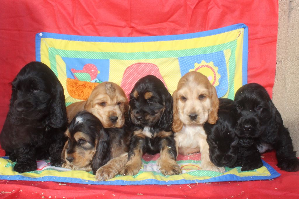 Chiot Cocker Spaniel Anglais of caniland's dream