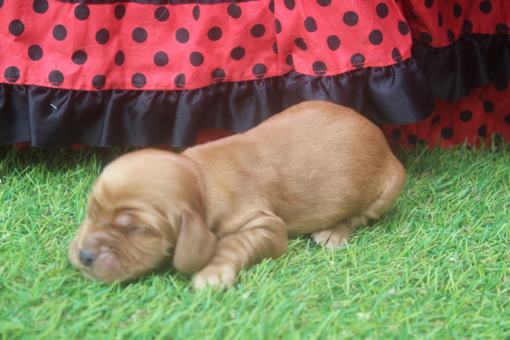 of caniland's dream - Chiots disponibles - Cocker Spaniel Anglais