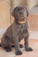 femelle gris bleu(collier beige)REGLISSE