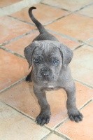 femelle bleu gris(collierblanc)Ozzie