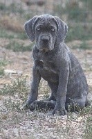 femelle bleu gris bringé OPHELY