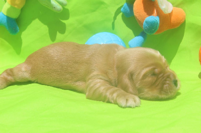 male fauve