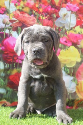 MALE gris bleu(collier vert) TIVOLI